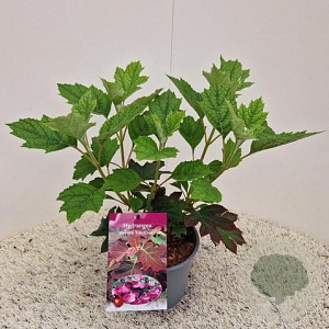 Hydrangea querc. 'Ruby Slippers' 30-40 cm 2,0L