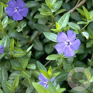 Vinca minor GM P9
