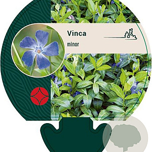 Vinca minor GM P9