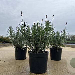 Lavandula ang. 'Munstead' 15-20 cm C1