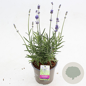 Lavandula ang. 'Munstead' 25-30 cm P15