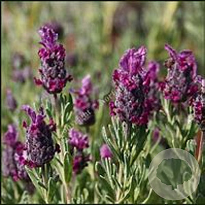 Lavandula 'Red Star' GM P9