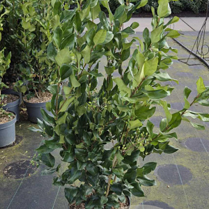 Ligustrum j. 'Texanum' 80-100 cm 10L