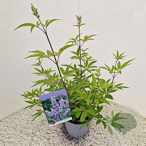 Vitex agnus-castus 40-50 cm 3,0L