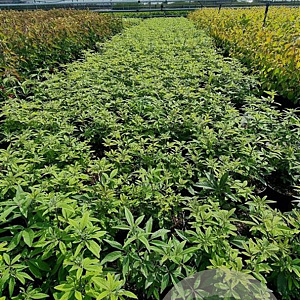 Vitex agnus-castus 40-50 cm 3,0L