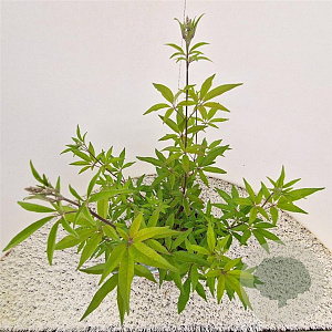 Vitex agnus-castus 40-50 cm 3,0L