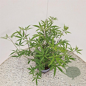 Vitex agnus-castus 'Albus' 40-50 cm 3,0L