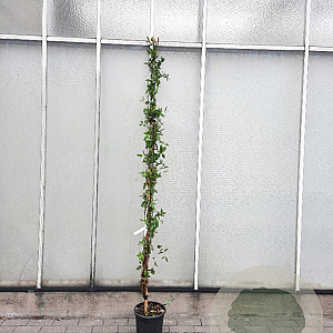 Lonicera heckr. 'Goldflame' 200-225 cm cont. 95L