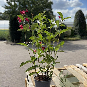 Weigela 'Bristol Ruby' 60-80 cm 2,0L