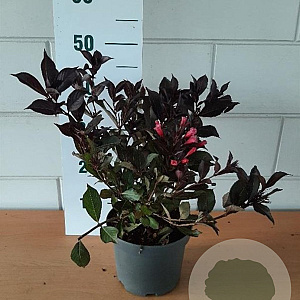 Weigela florida 'Alexandra' GM C3