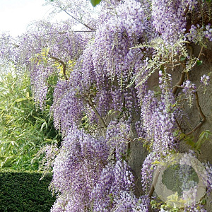 Wisteria flor. 'Issai-naga' 3,0L Gestokt
