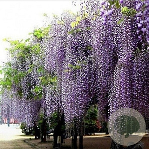 Wisteria sinensis 120 cm stam container