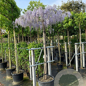 Wisteria sinensis hoogstam container