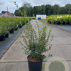 Osmanthus burkwoodii 60-80 cm 10L