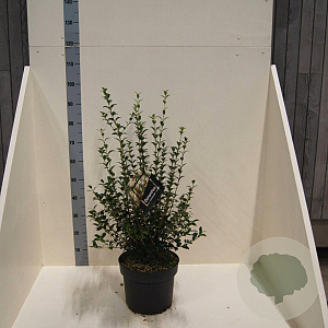 Osmanthus burkwoodii 60-80 cm 10L