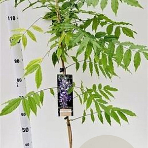 Wisteria sinensis 100 cm C1.5 met stok