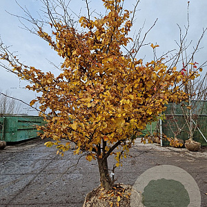 Parrotia persica 250-300 cm draadkluit meerstammig 175-200 diameter