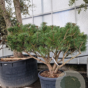 Pinus nigra Brepo 100-125 cm container piramide