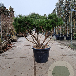 Pinus nigra Brepo 100-125 cm container piramide