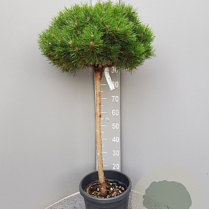 Pinus nigra Brepo 80 cm stam container kroon 100-125