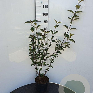 Cornus alba 'Kesselringii' 100-125 cm 5,0L