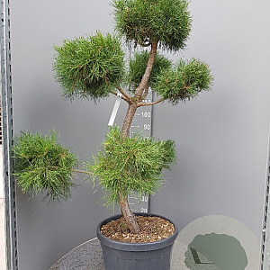 Pinus sylvestris 120-140 cm container paraplu