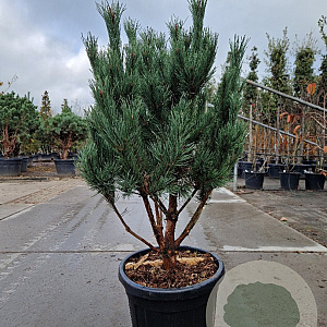 Pinus sylv. 'Watereri' 80-100 cm 30L