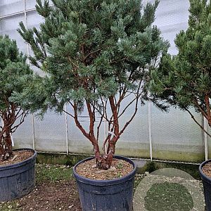 Pinus sylv. 'Watereri' 175-200 cm cont. 175L piramide