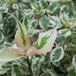 Cornus alternifolia 'Argentea' 100-125 cm 40L struik