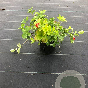 Cornus canadensis 10-15 cm C1.5