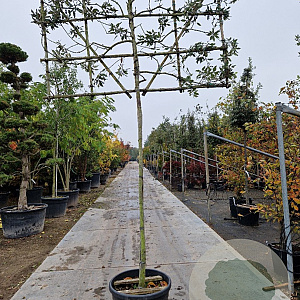 Quercus ilex 10-12 cm container LEIVORM 200 cm stam