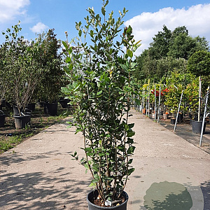 Quercus ilex 100-125 cm 10L