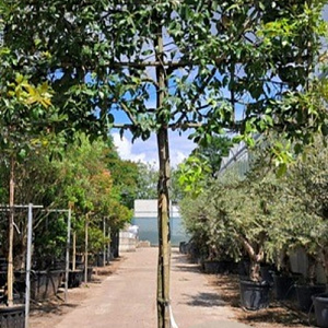 Quercus ilex 180 cm stam container 20-25 lei 150x120