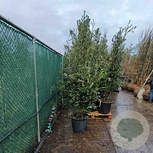 Quercus ilex 200-250 cm 50L