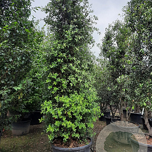 Quercus ilex 300-350 cm cont. 200L meerstammig