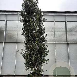 Quercus ilex 350-400 cm cont. 230L meerstammig