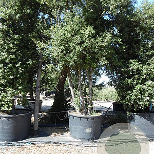 Quercus ilex 550-600 cm container meerstammig