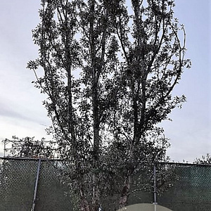 Quercus ilex 600-700 cm container meerstammig