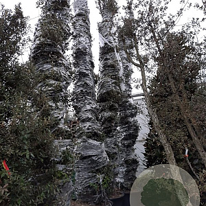 Quercus ilex 600-700 cm cont. 500L