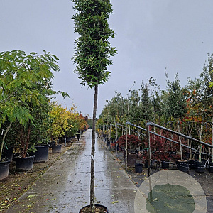 Quercus ilex 180 cm stam container 16-18 leiboom