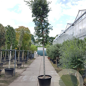 Quercus ilex 180 cm stam container 20-25