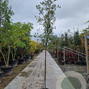 Quercus ilex 200 cm stam container 8-10