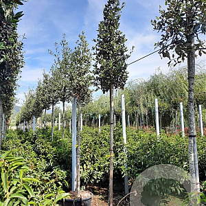 Quercus ilex 200 cm stam container 10-12 lei 150x120