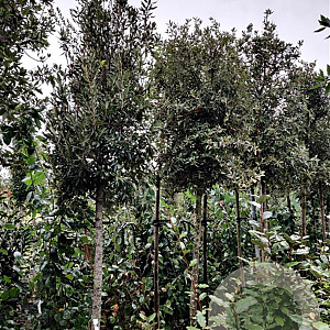 Quercus ilex 200 cm stam container 14-16 hoge lei