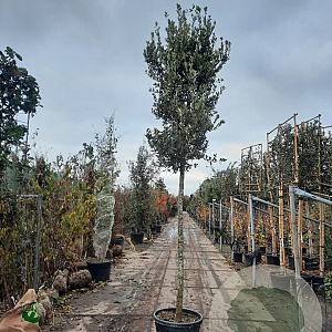Quercus ilex 200 cm stam container 18-20 leiboom