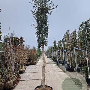 Quercus suber 180 cm stam container 25-30