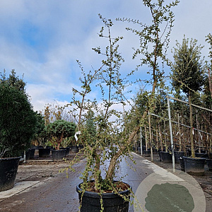Quercus suber 150-175 cm 45L meerstammig solitair