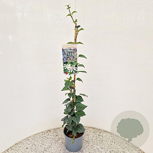 Schizophragma hydrangeoides 70-80 cm 2,5L