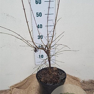 Cornus mas 40-60 cm 7,5L