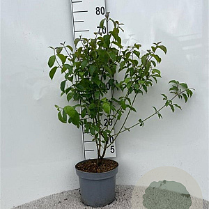 Cornus sanguinea 60-80 cm 5,0L